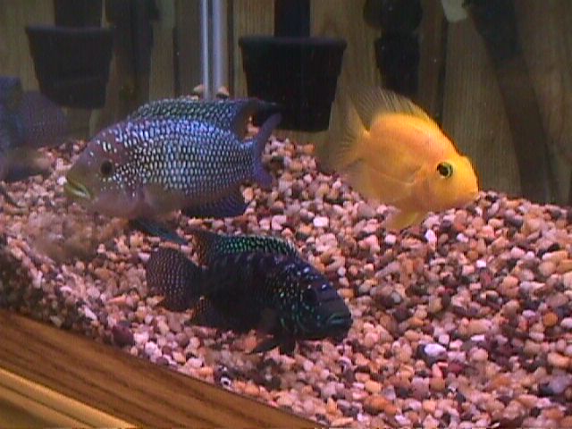 Male and Female Dempsey with a Blood Parrot