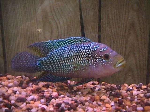 Male Jack Dempsey