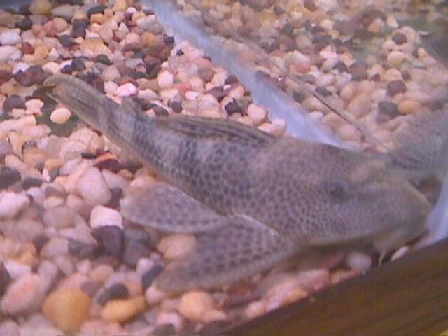 Pleco