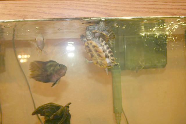 Fish and Turtles