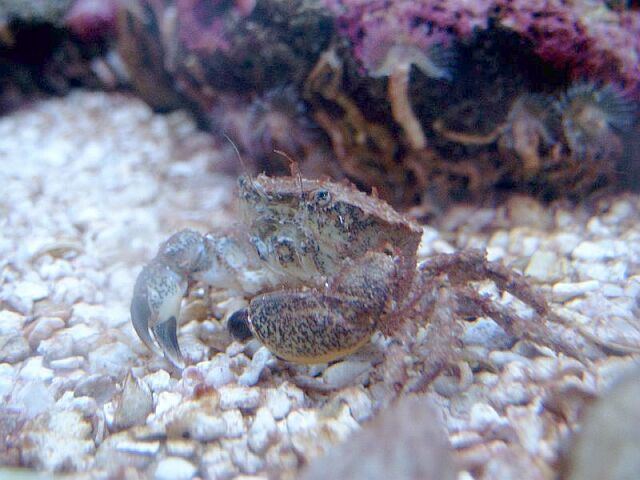 Small Crab